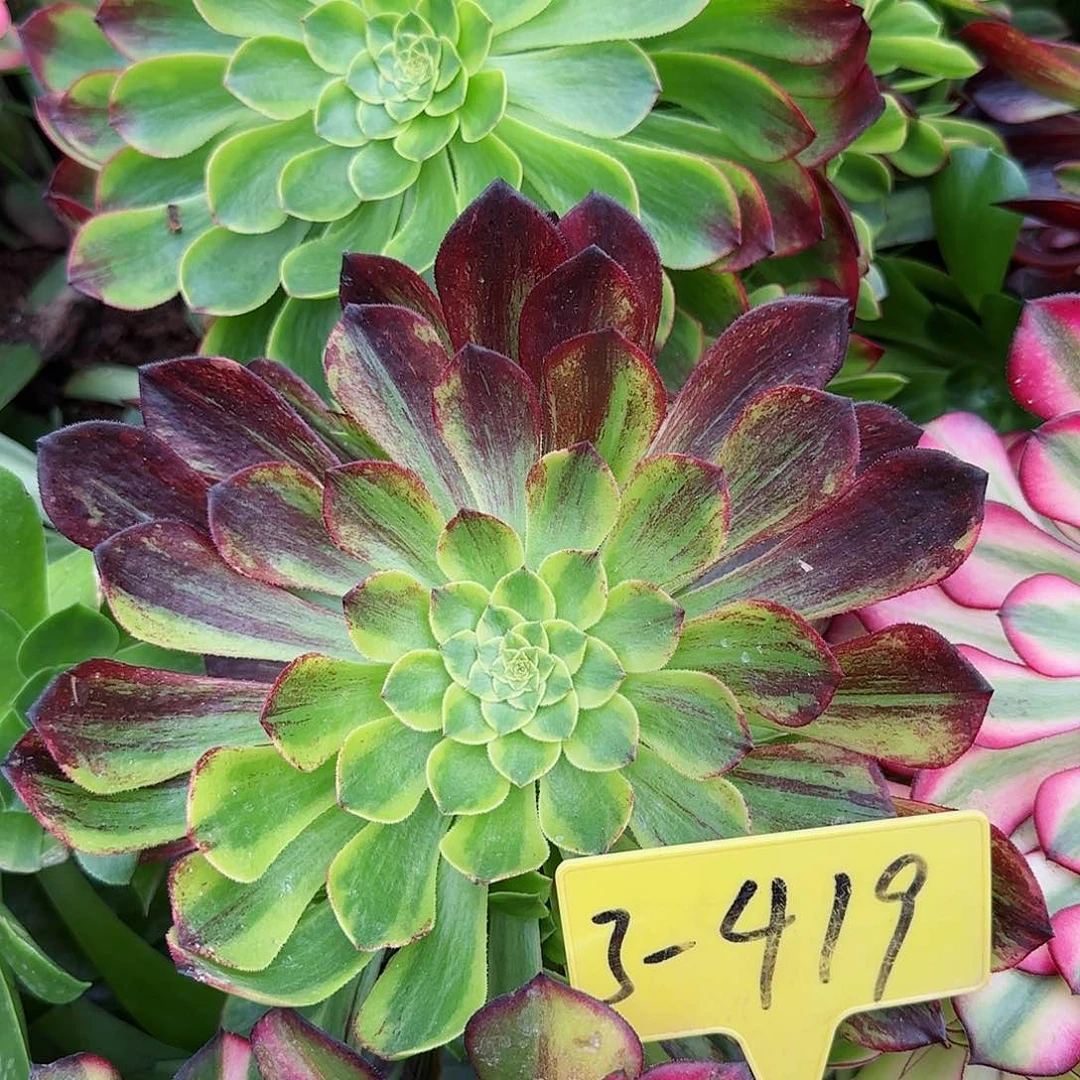 3-419---多头多肉植物