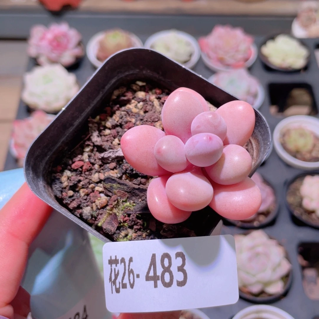 花利美26-483桃蛋