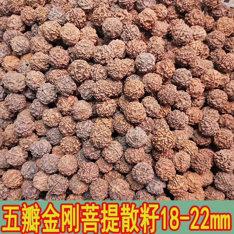 五瓣金刚菩提散籽18-22mm左右随机发货【处理尾货】未打孔