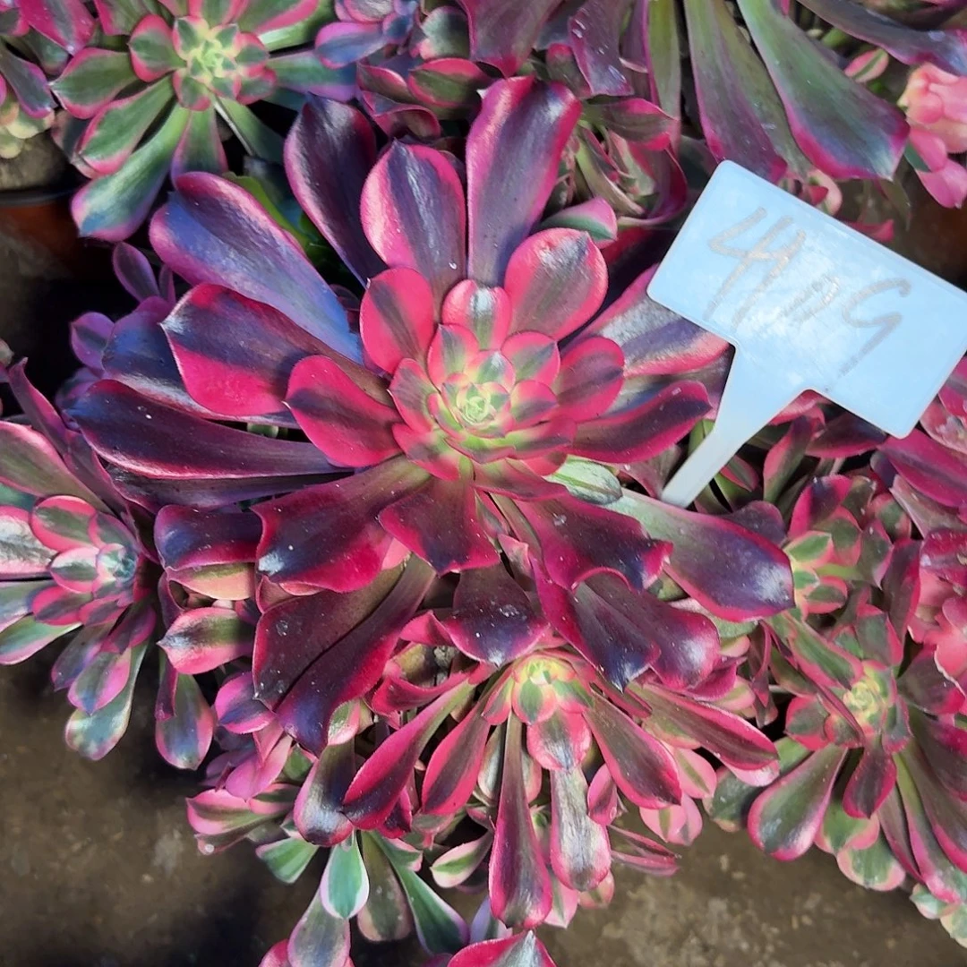 4109桃夭多肉法师多肉