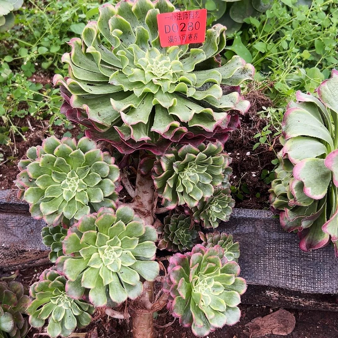 0280多肉植物波澜