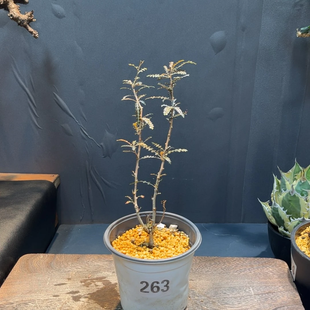 银叶索科Zzzzzzzzzzzzzzzz