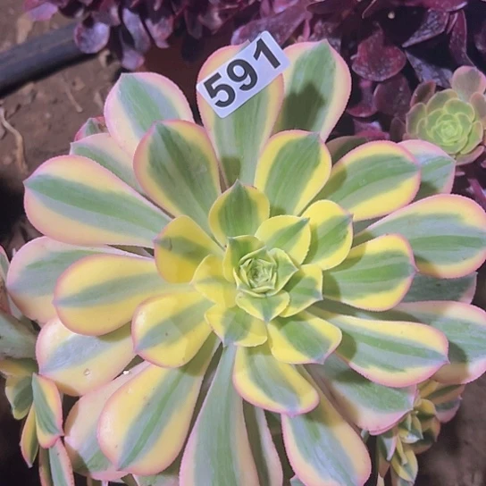 泛**歌一颗多肉法师植物 会发黑