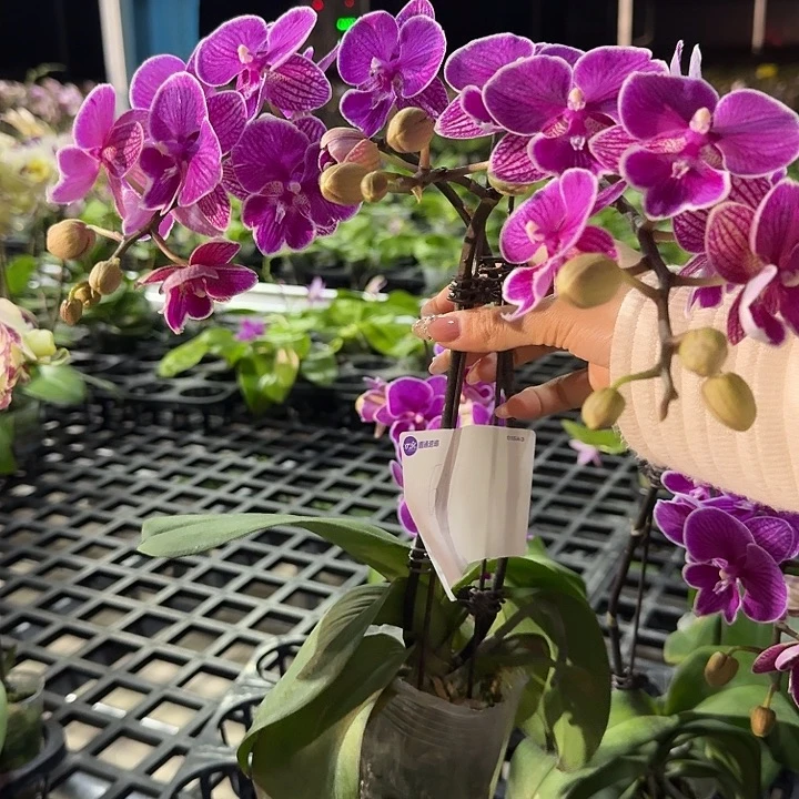 敏****大部分开放少量花苞611