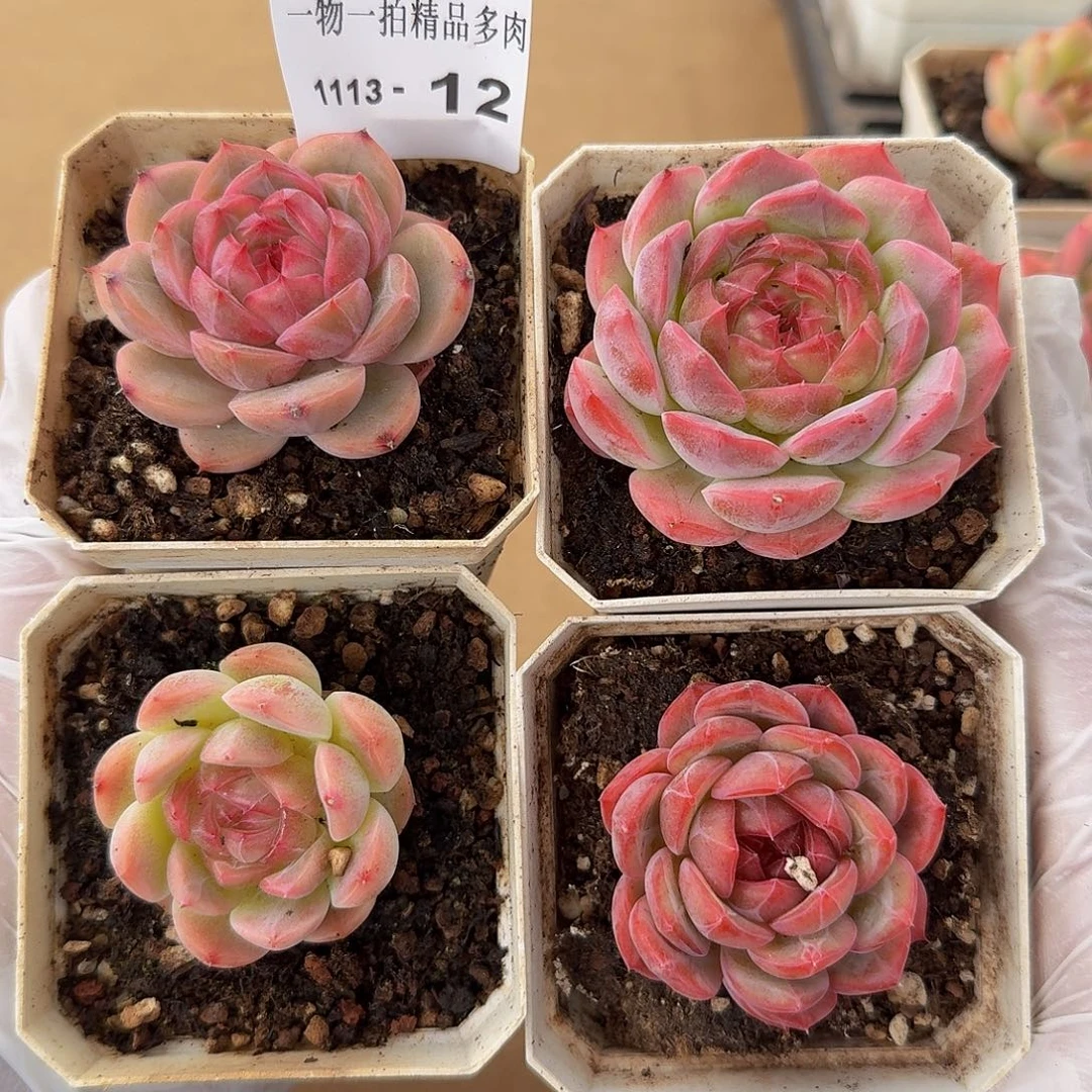 1113-12多肉四颗组合
