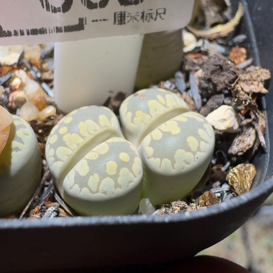 °***Ssss精品生石花668