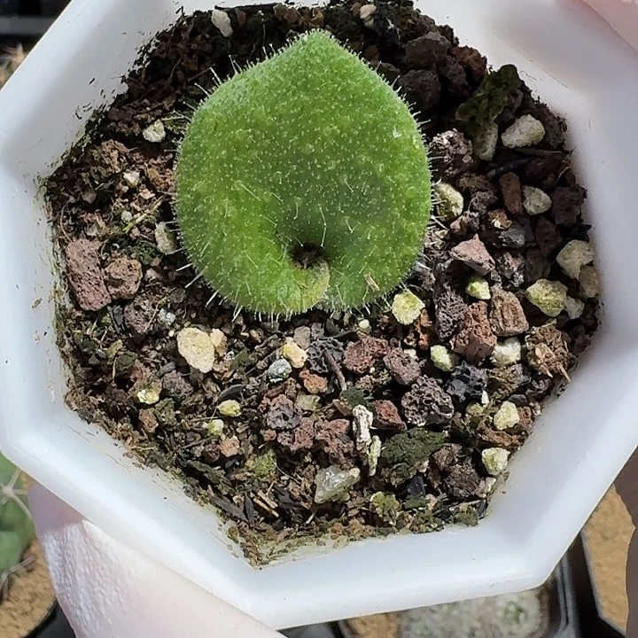 毛叶立菁花仙人球2