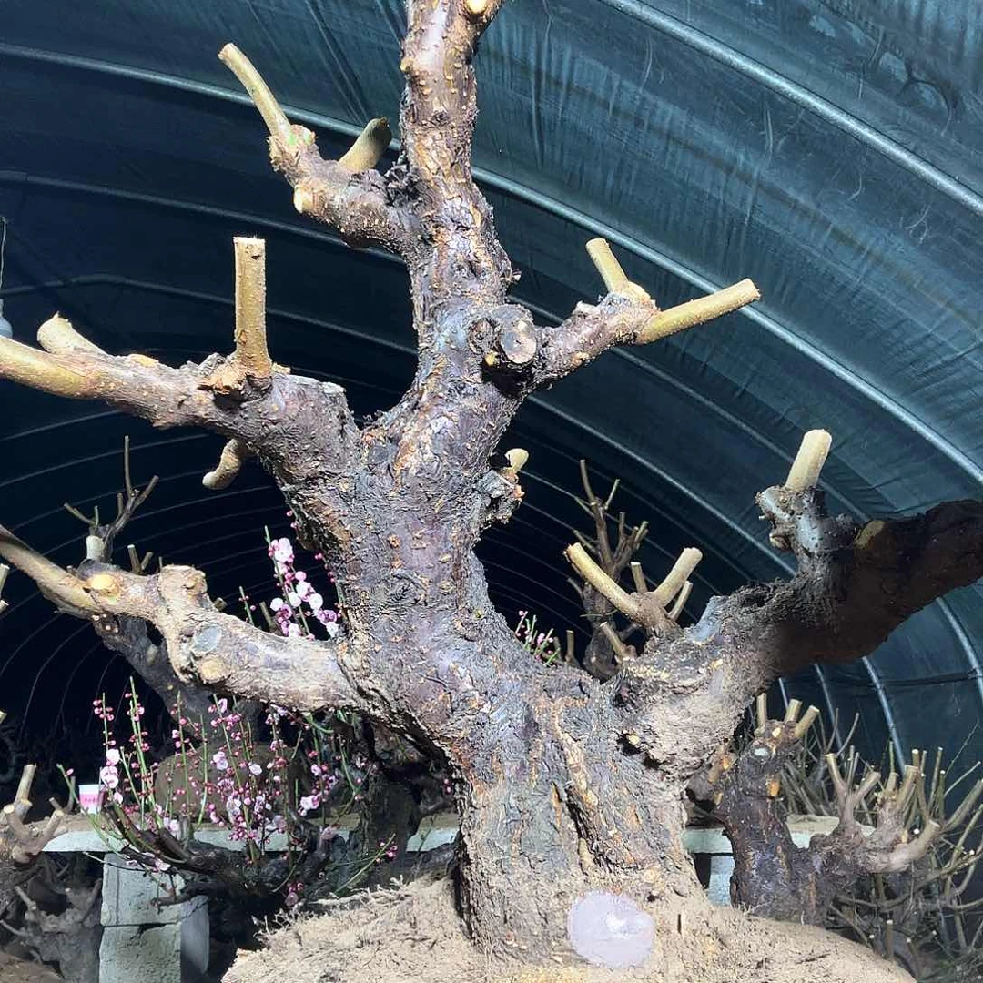 绿梅绿梅绿梅1棵