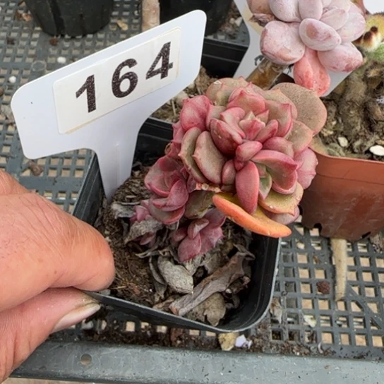 164大红袍 一物一拍多肉