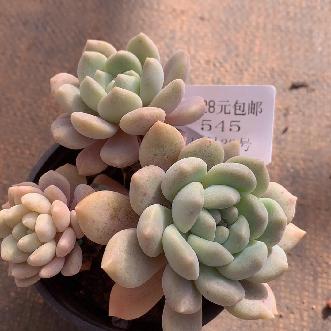 【闪购商品】云545号冰橙