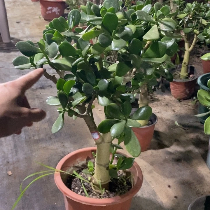 原始老青一物一拍