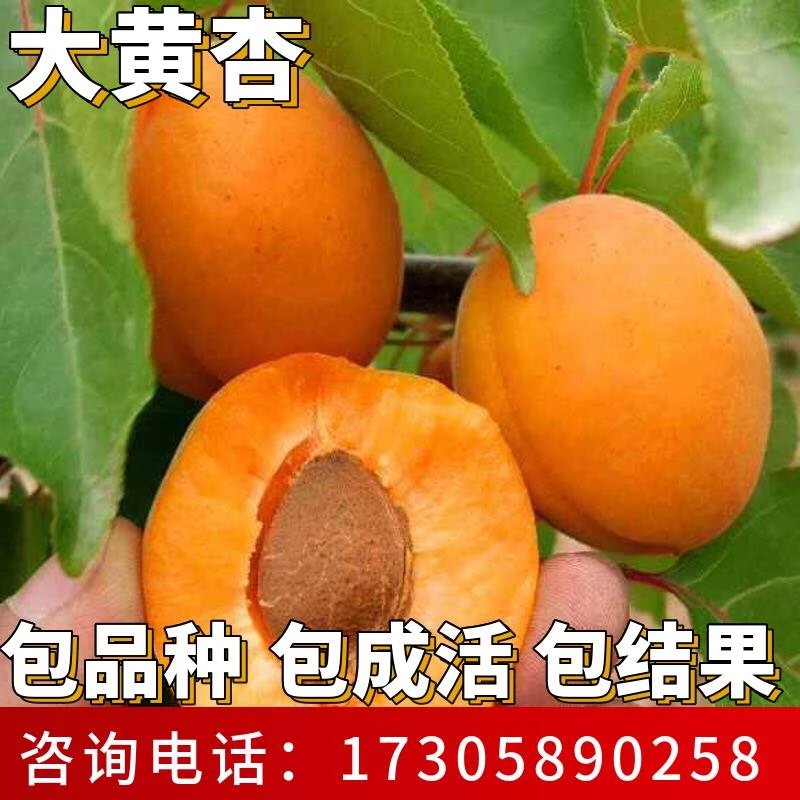 大黄杏苗南北方庭院耐寒杏树果苗特大号果树盆栽嫁接杏子当年结果