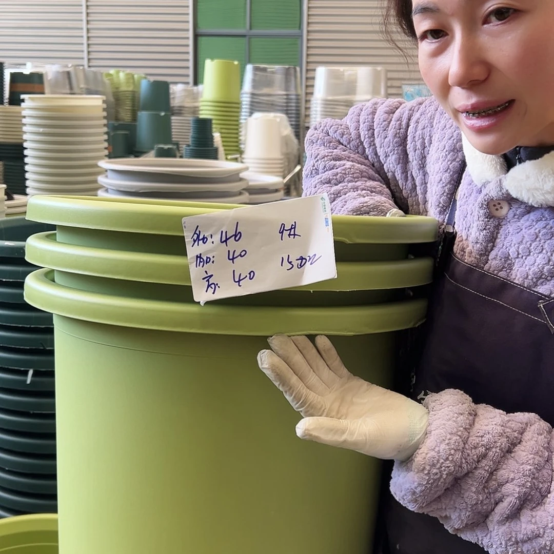 瑕疵四季盆9#果绿3个无托