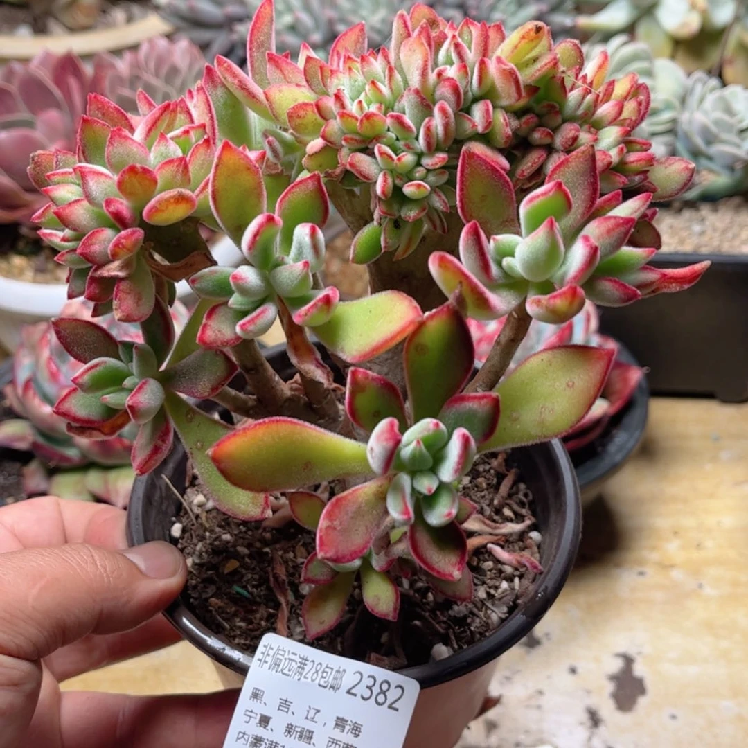 【闪购商品】2382锦晃星缀