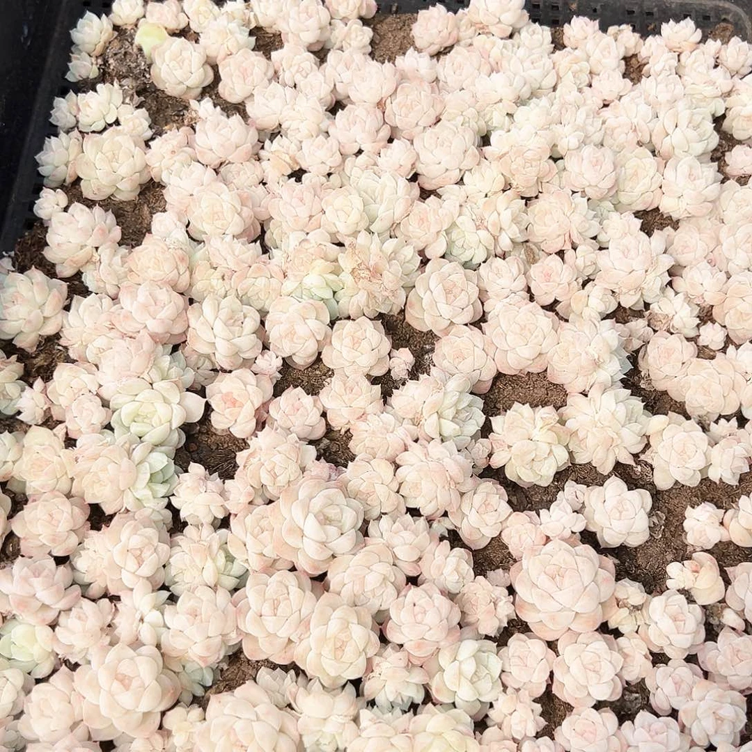 念***✪贰月园艺框拍076