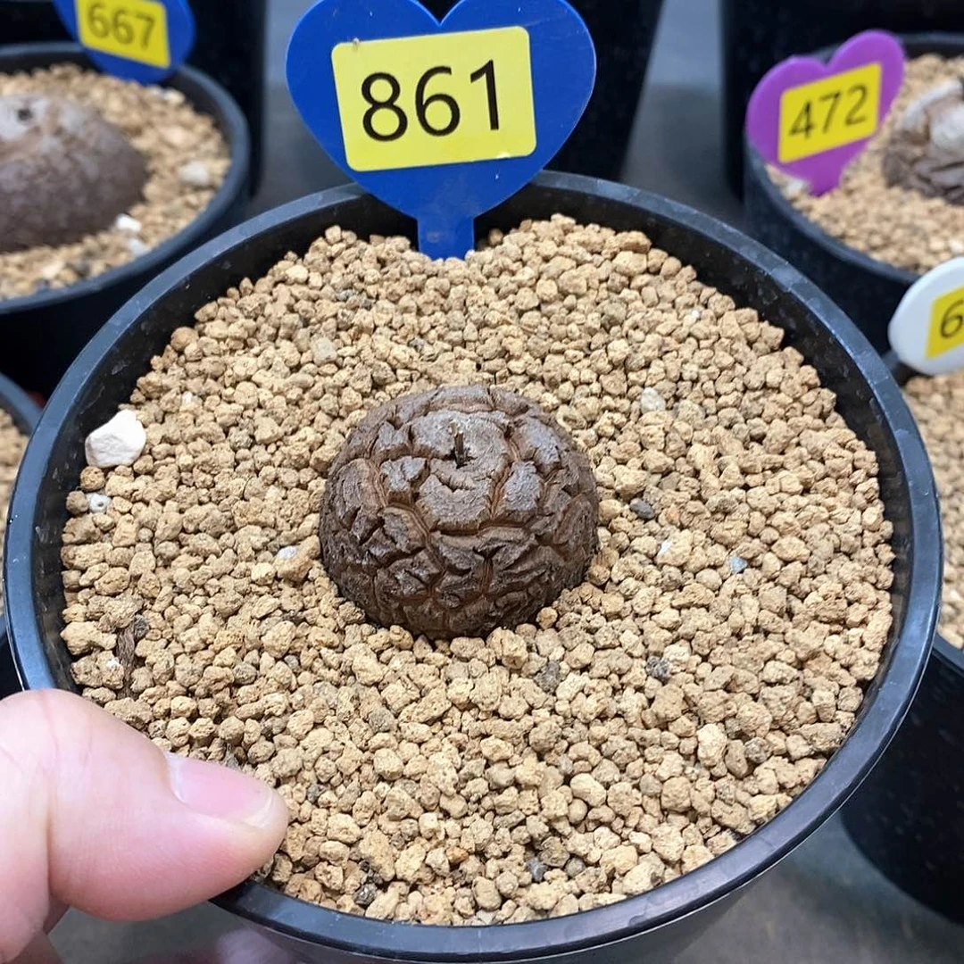 南非龟甲龙龟甲龙