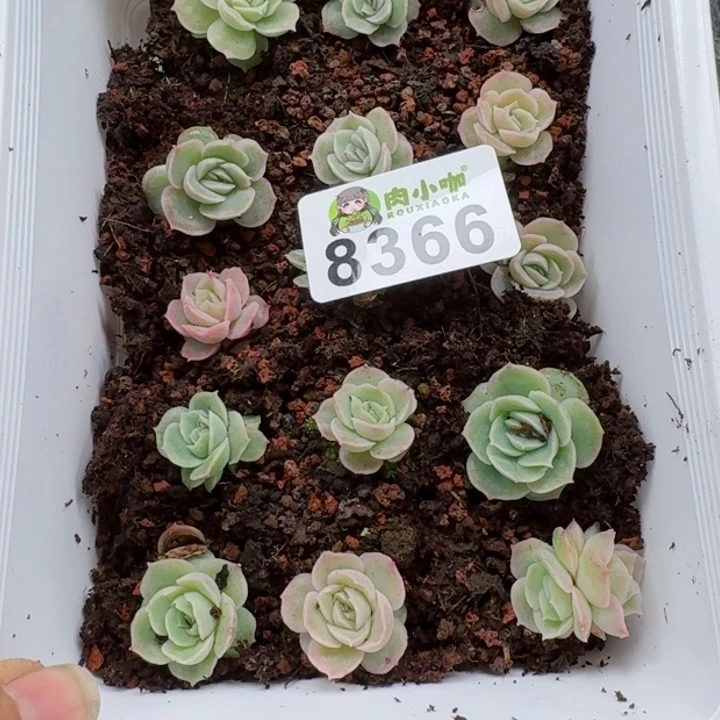 一**贝多肉植物多肉植物