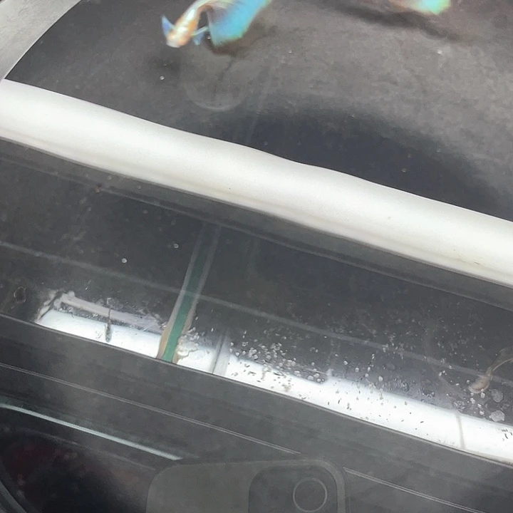 嗯***好孔雀鱼3对蓝白飞船