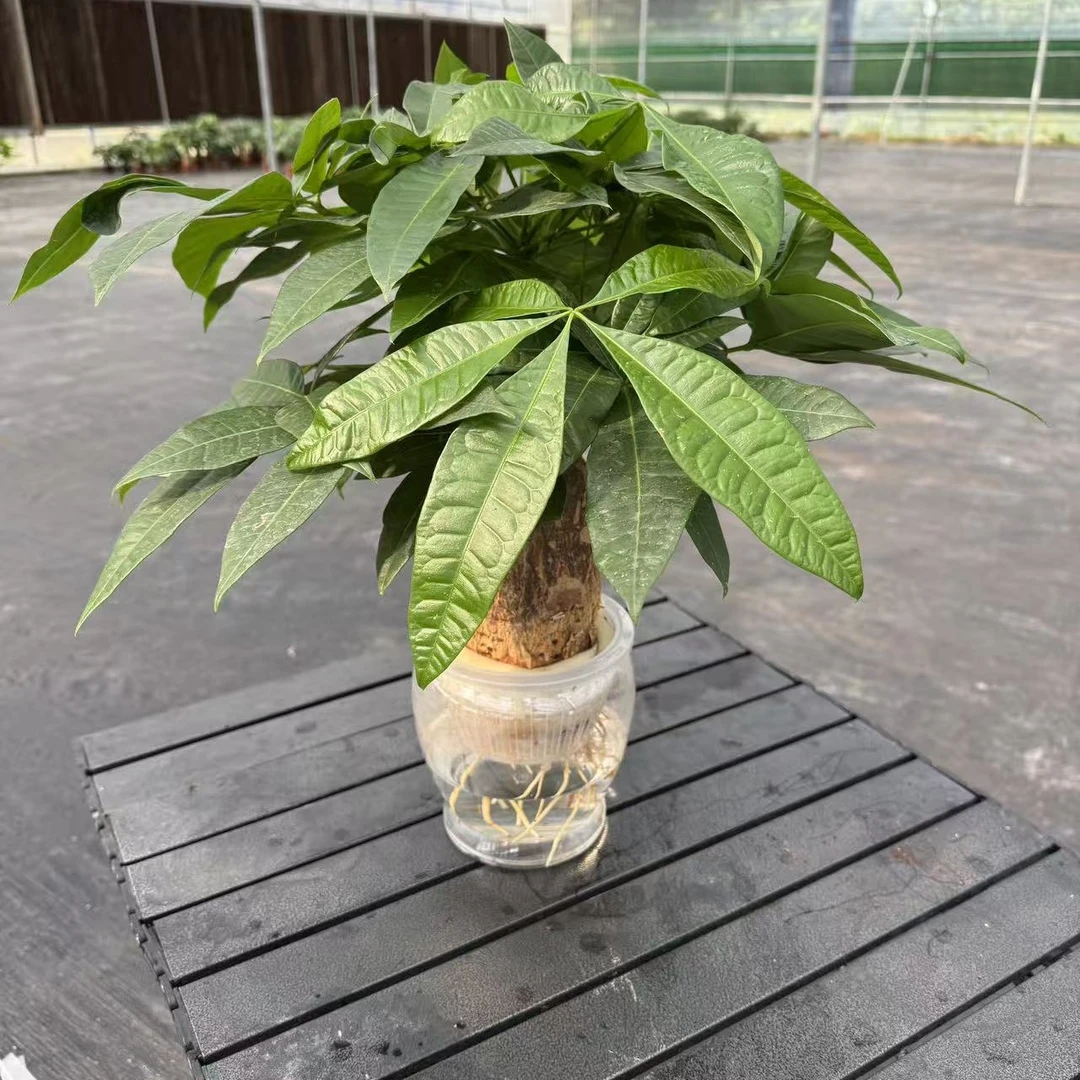 单杆大象腿老桩水培发财树简约大气客厅家居好养美观四季常青绿植