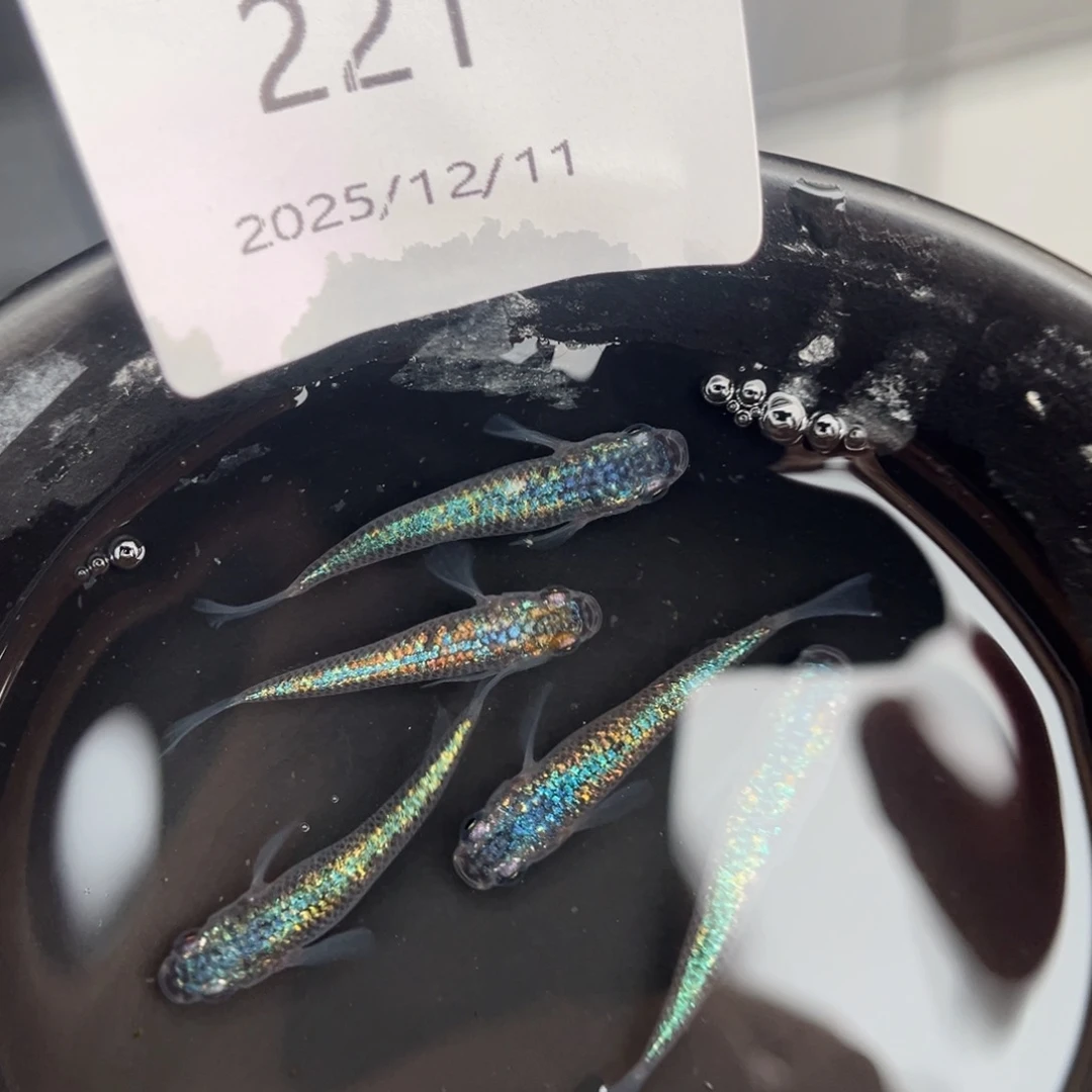 青鳉鱼221海王星无背鳍五尾