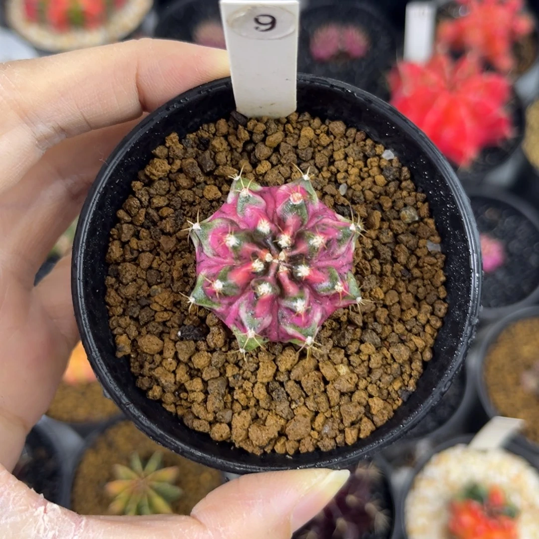 粉钻侧芽泰系米哈