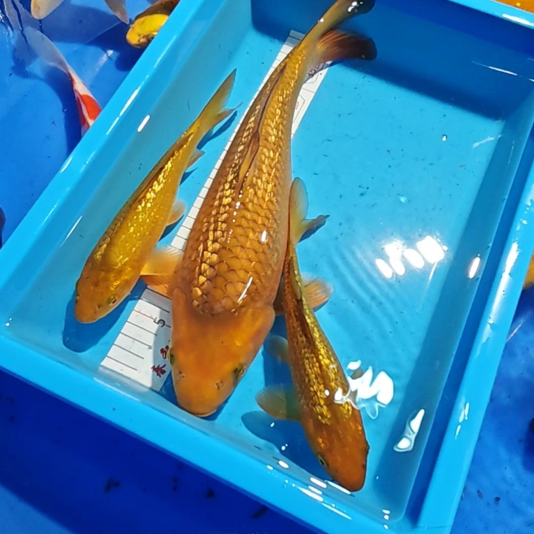 鲤***锦鲤不包邮邮费到付