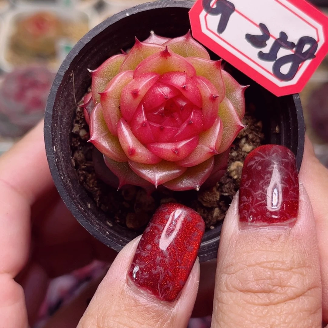 ?****灬G258一物一拍 玉玲珑