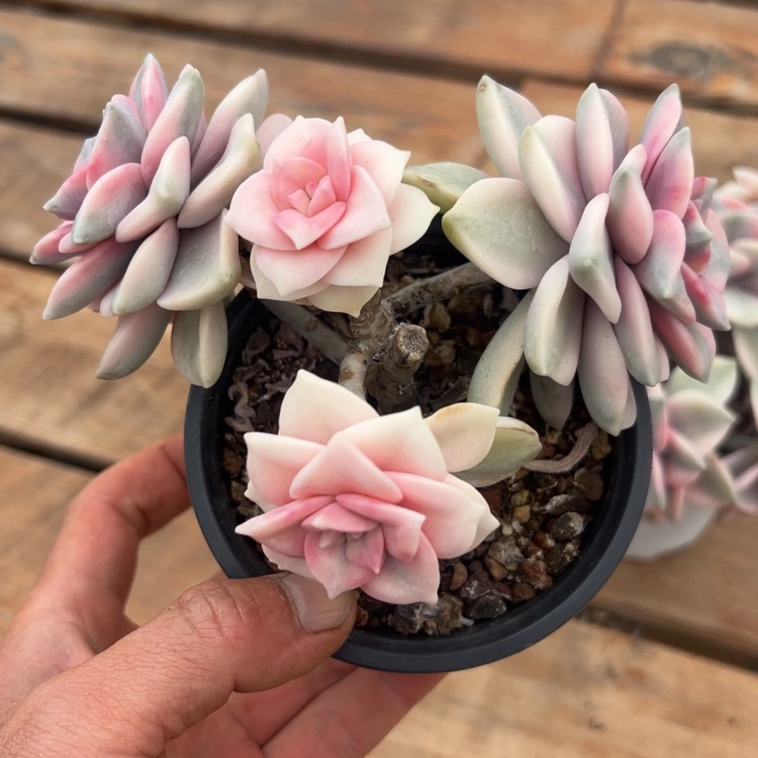 淘多肉紫乐锦一个