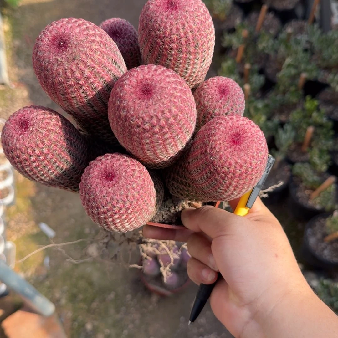 菩***䔶可口可乐了可口可乐