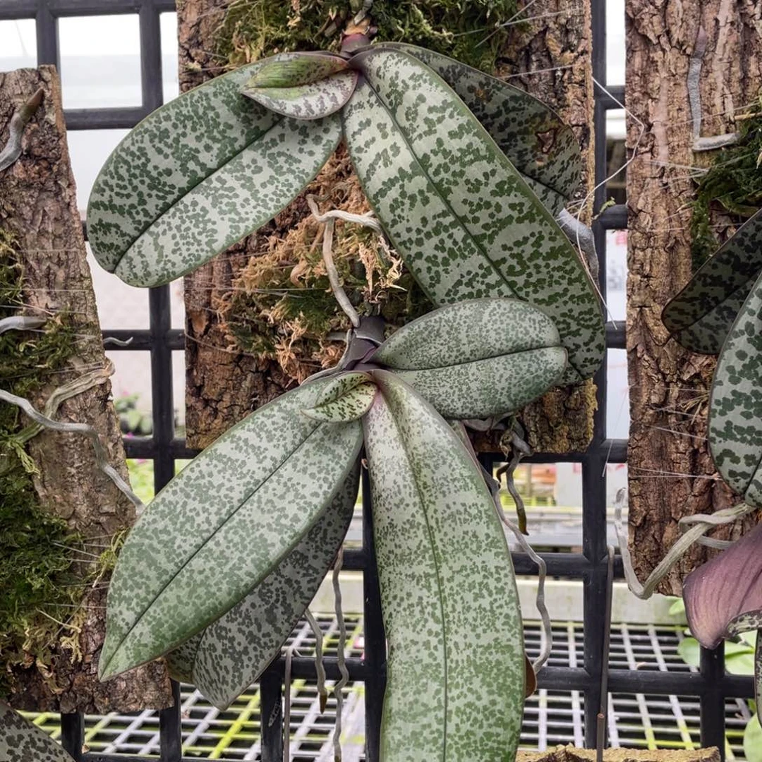 当前无花栽培后可以开花少根晃的，特价不售后两颗板植