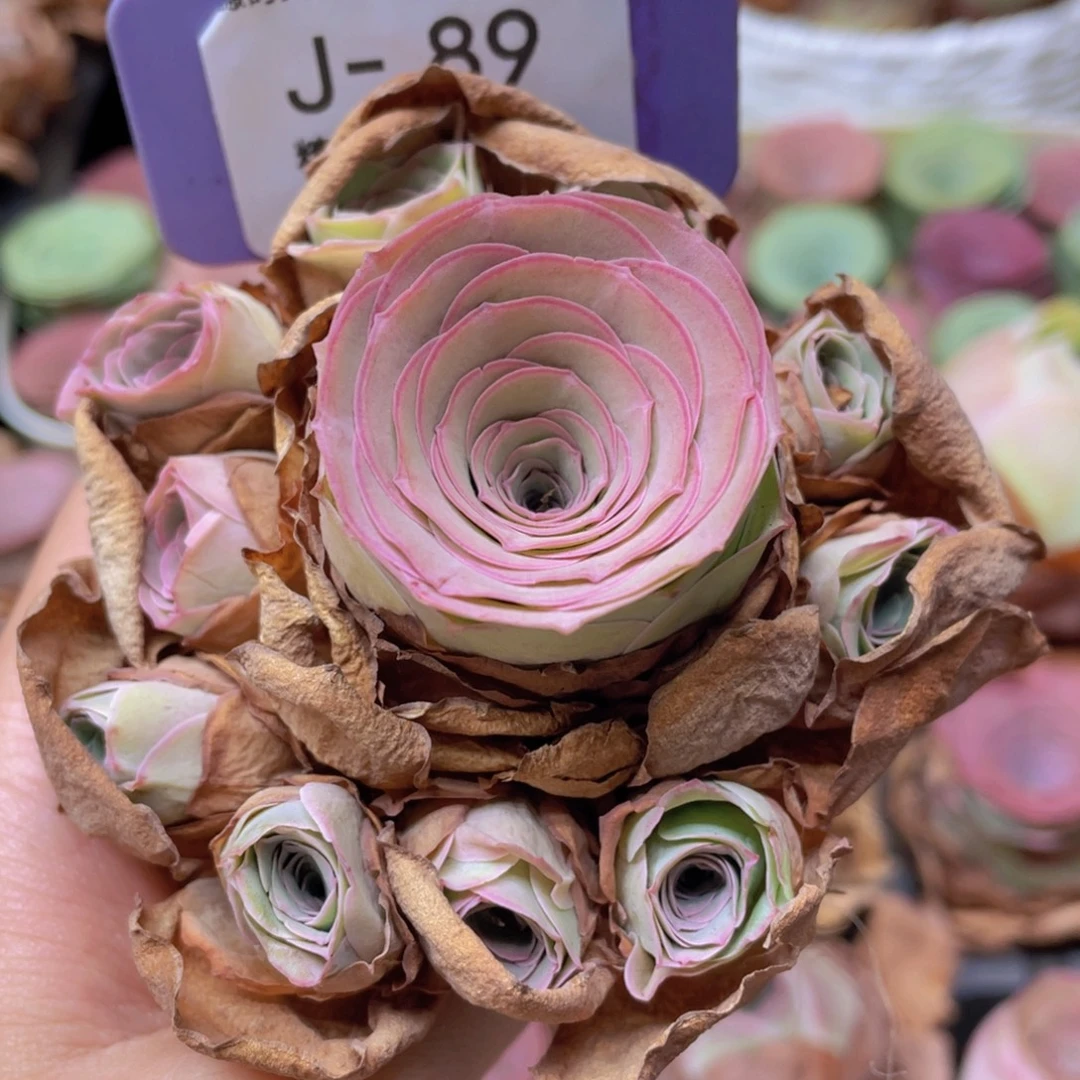 山地玫瑰J89断枝不包损不售后