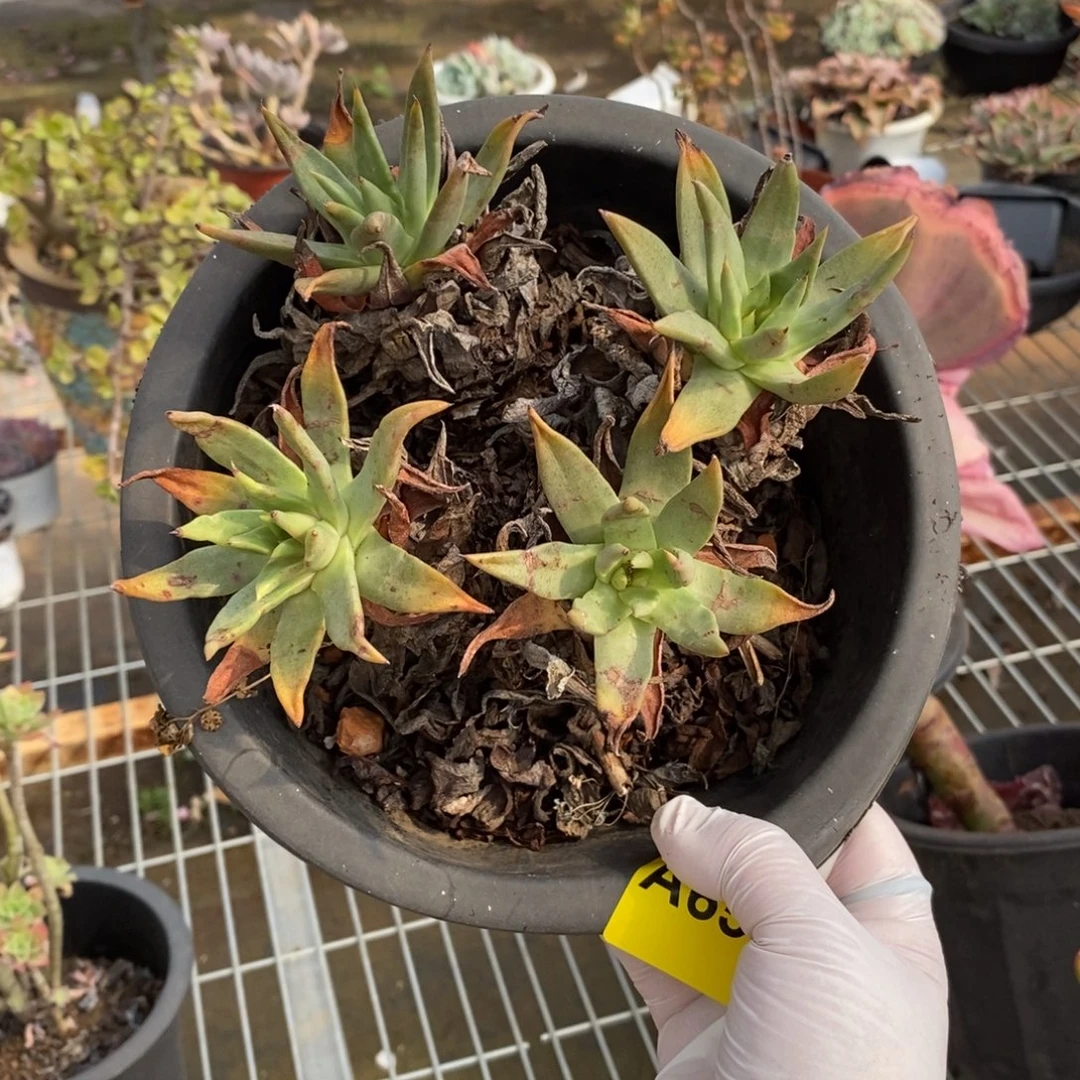 656仙女杯一物一拍