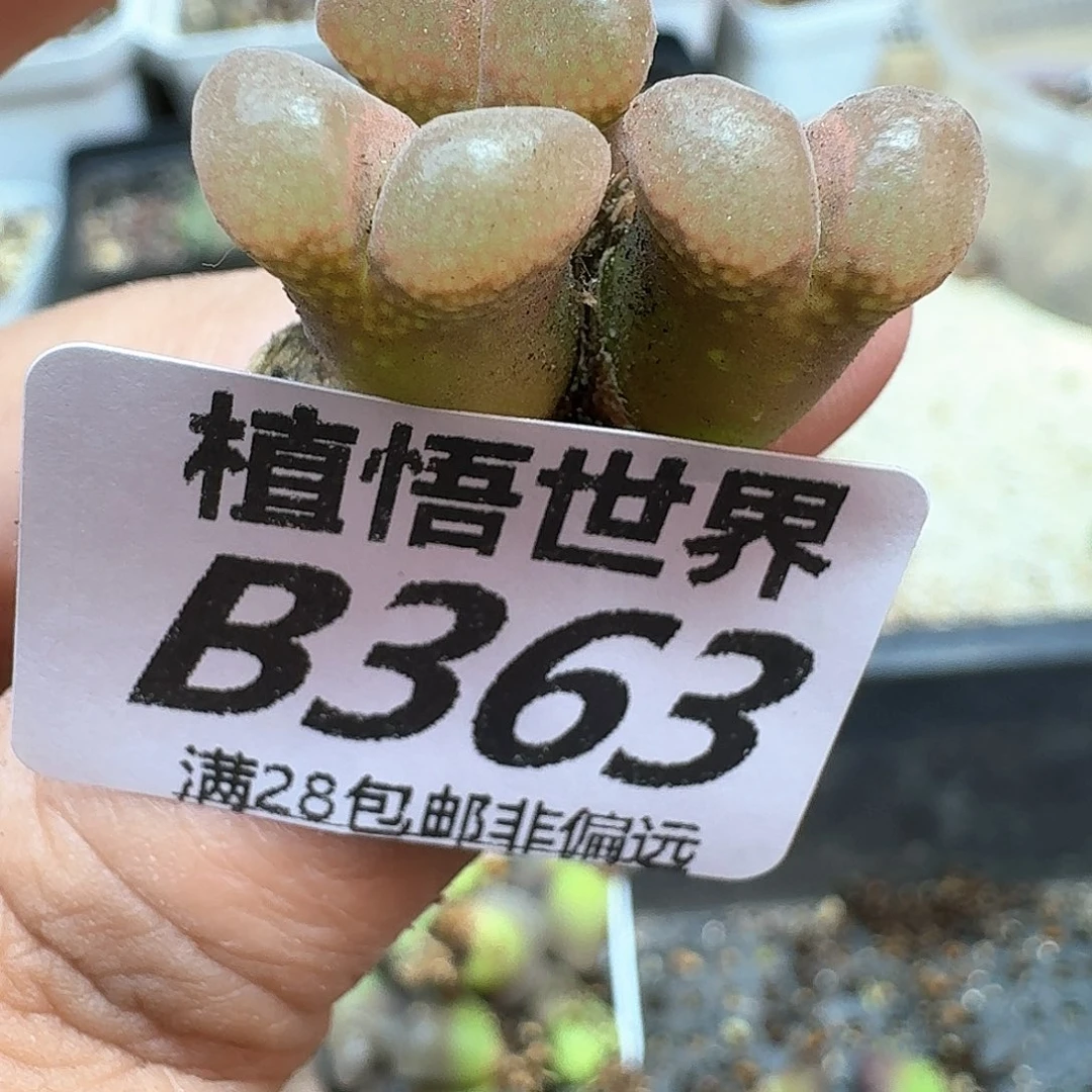 多肉植物的润泽植物f g