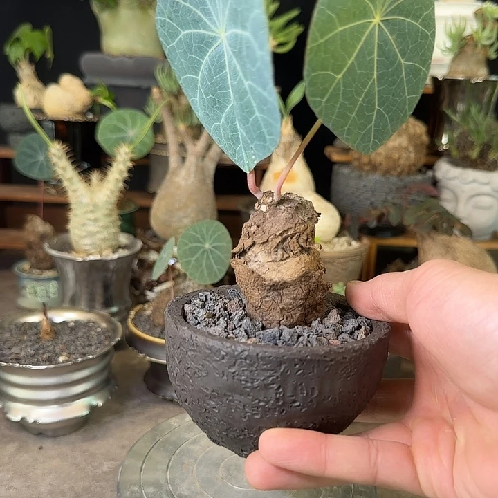 一物一拍老家一叶龟180