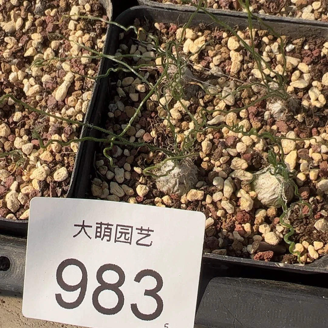 0000983量拍泰迪海葱1颗脱土发