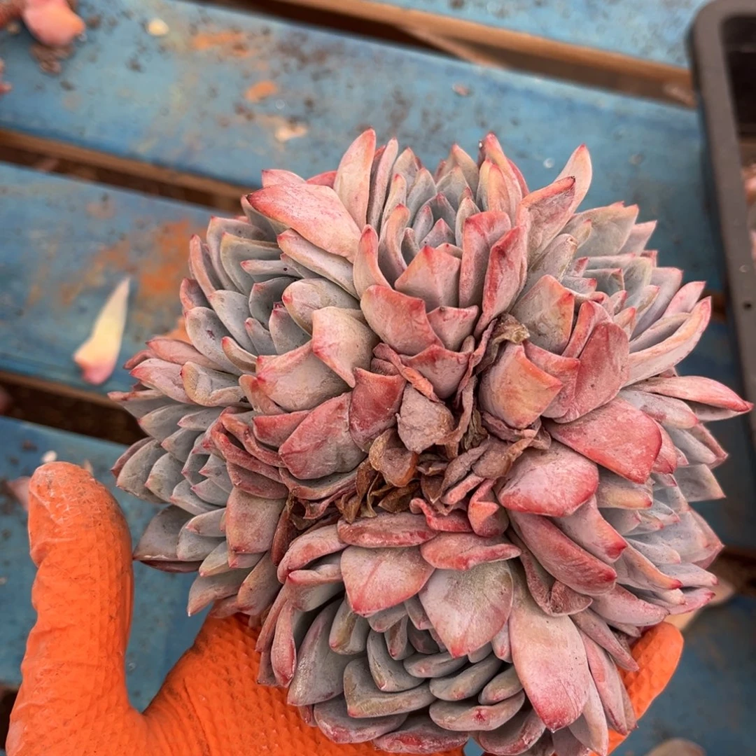 936号新疆西藏内蒙古不包邮