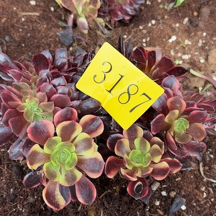 多肉植物福利3187