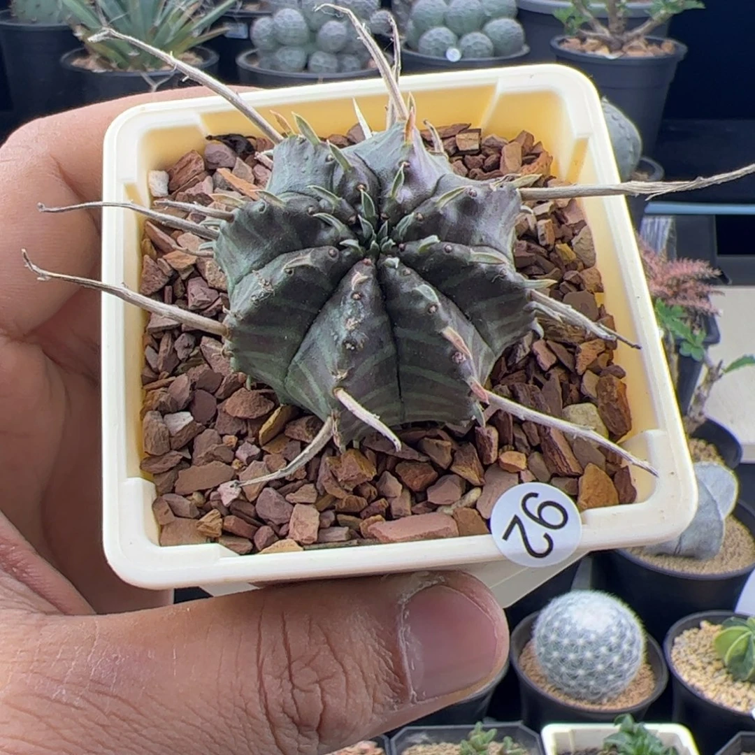 法丽达4一物一拍，，，