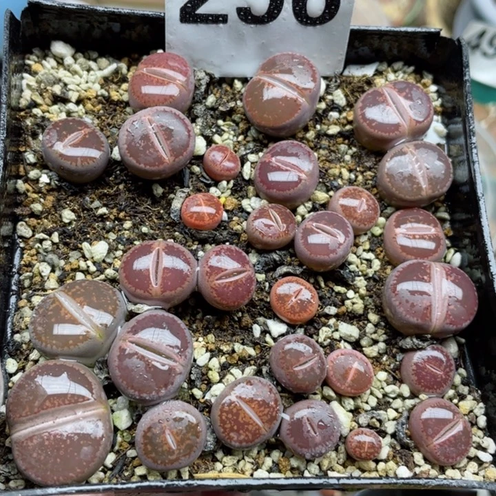 256ko比利时带盆l l l l