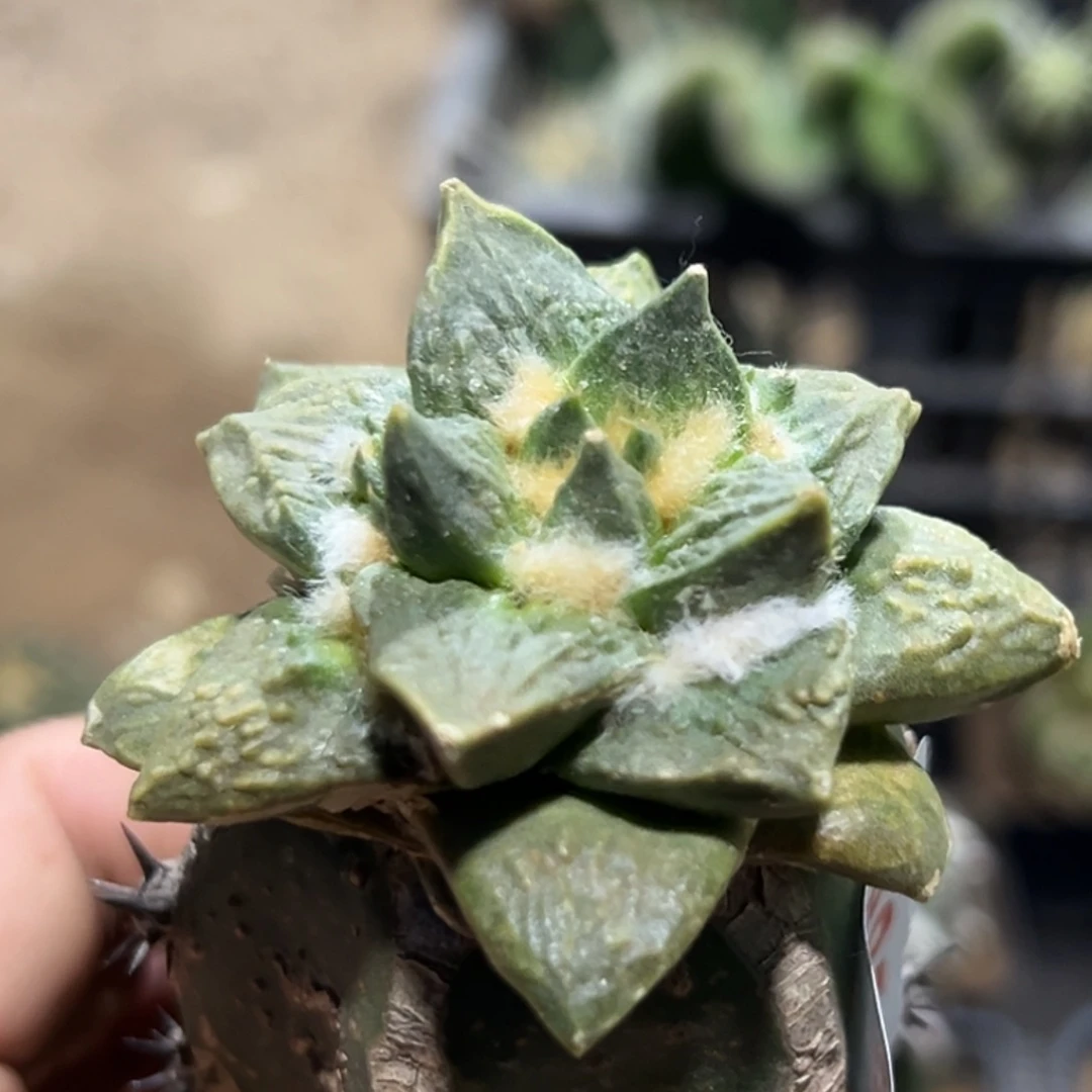 无花朵宽尤龙牙牡丹锦852