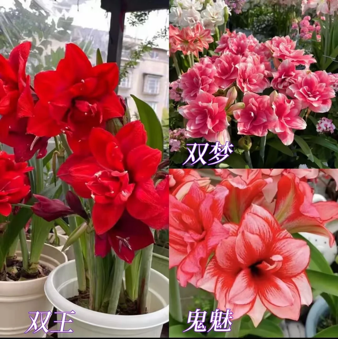 3颗不换品种）朱顶红种球直径5-6厘米