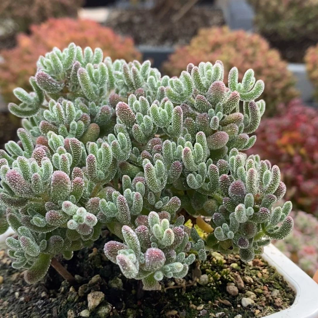 枝干优选冰晶4805枝干番杏