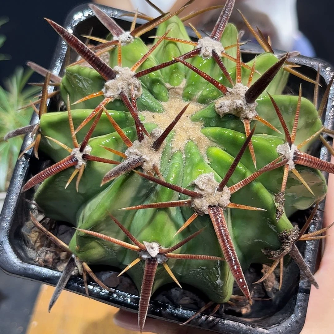 9.5cm实生粗刺王凌波根系好
