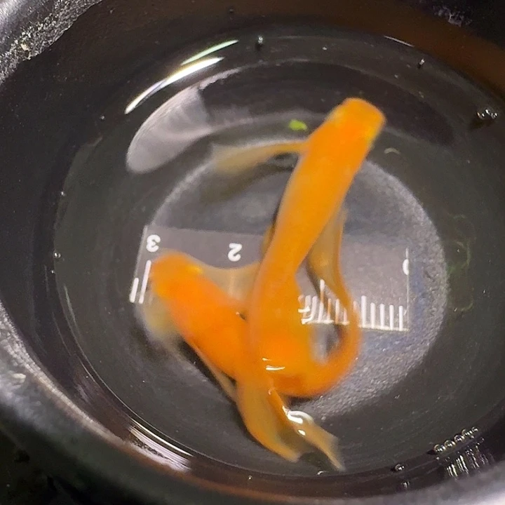 青鳉鱼一物一拍509