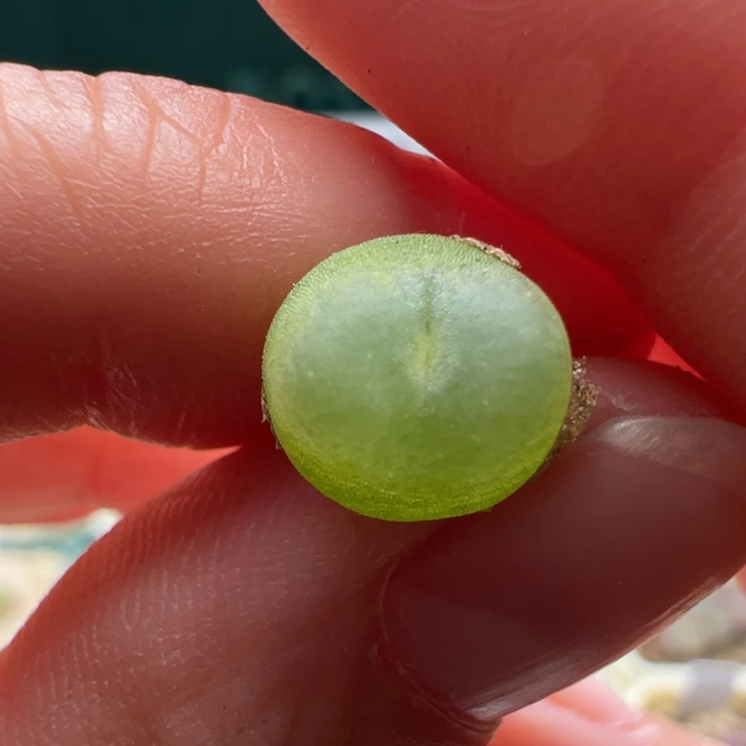 1419/小卡拉米福利。