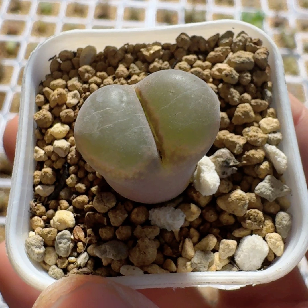 土***队带盆土发货......