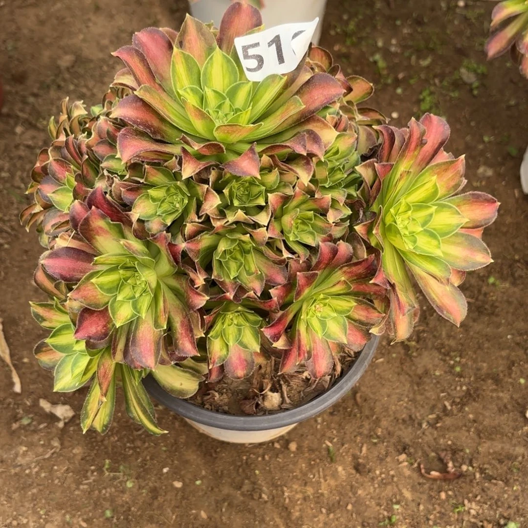 薇**麻510韶华多肉不包损