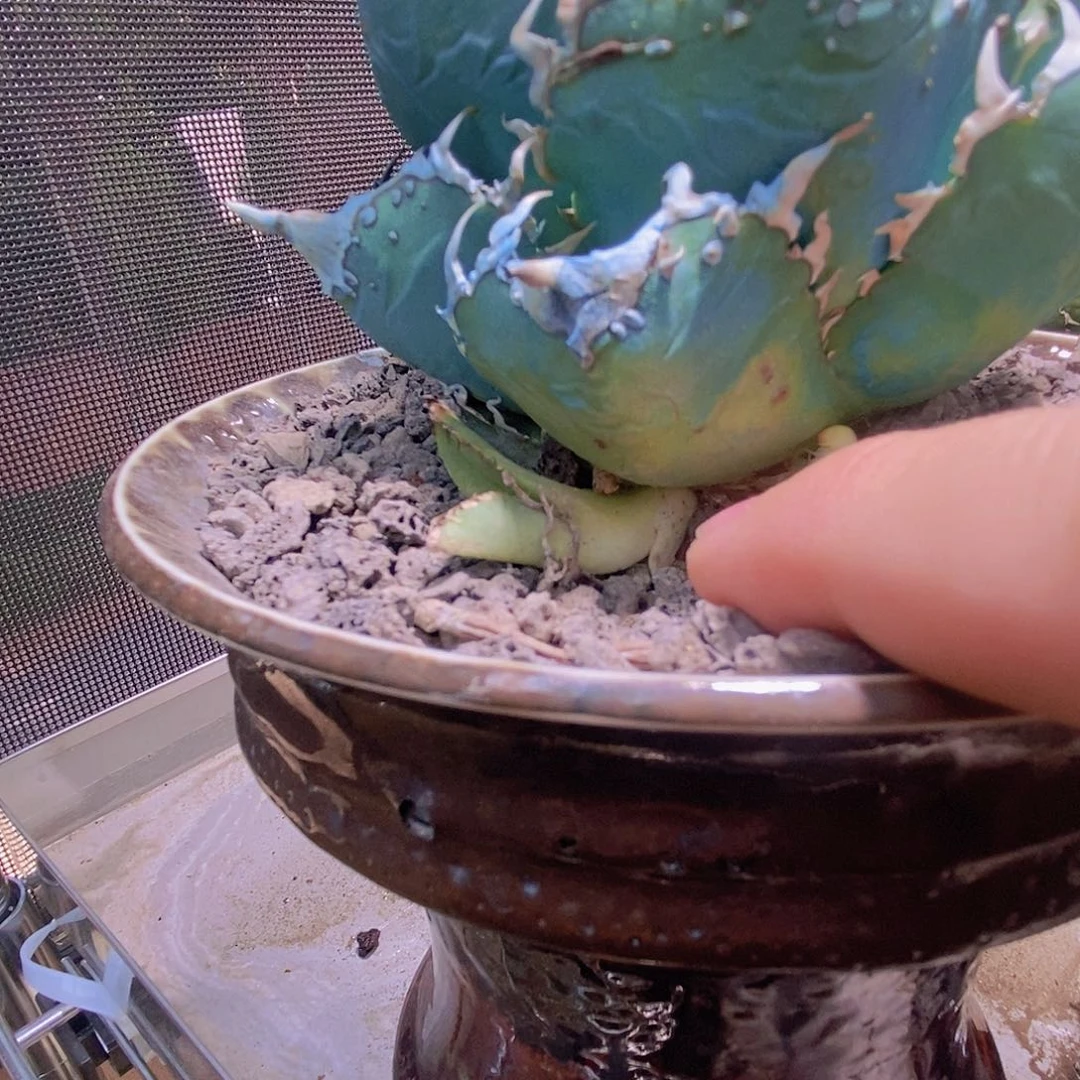 星****°龙舌兰 仁王冠 骷髅王 芽