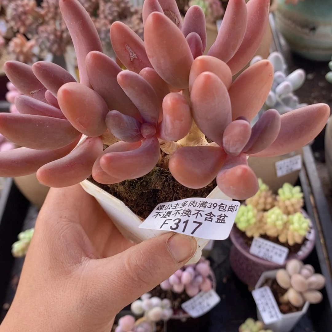 糖果美人10cm317多肉植物