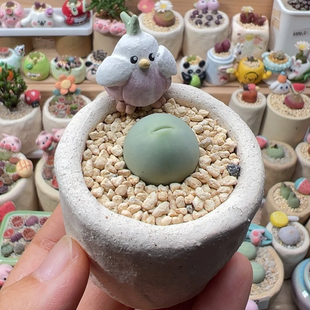 多肉植物119号鸽子蛋